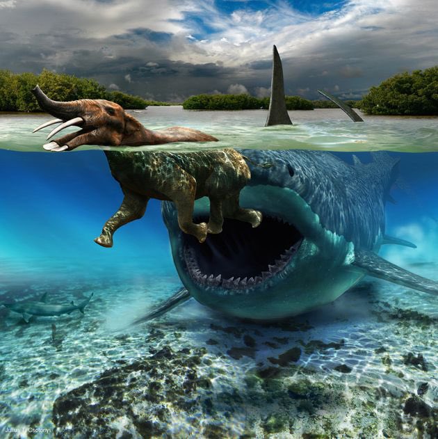 Happy Shark Week! 

Megalodon stalking Platybelodon, incredible Paleoart by Julius Csotonyi. 

#shark #sharkweek #sharkweek2021 #jurassicworlddominion #jurassicworld #jurassicpark #prehistoric #prehistoricanimals #prehistory #paleoart #paleoartist 

🦈