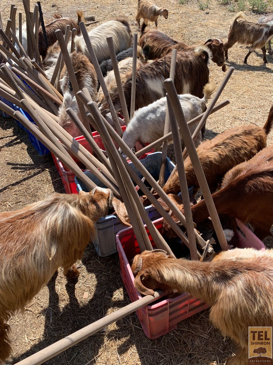 So that's why our tool-soaking water was disappearing! 

#Israel #archaeology #FieldExcavation #VisitIsrael