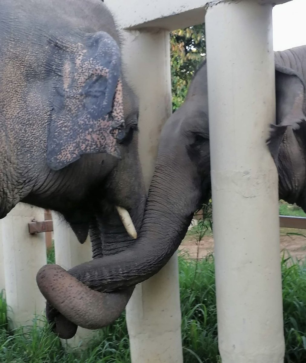 FreeGorillaorg's tweet photo. This is #kaavan lonely elephant relocated to meet new family. This is #Buanoi lonely gorilla we fight for to meet family as well ❤️🙌 follow @ftwglobal to have updates! Support them and be part of the #TeamBuanoi @anikasleem @ColinSytsma @sinjira1 #freebuanoi despite covid! 🙌🙌 https://t.co/GVvwt41FV6