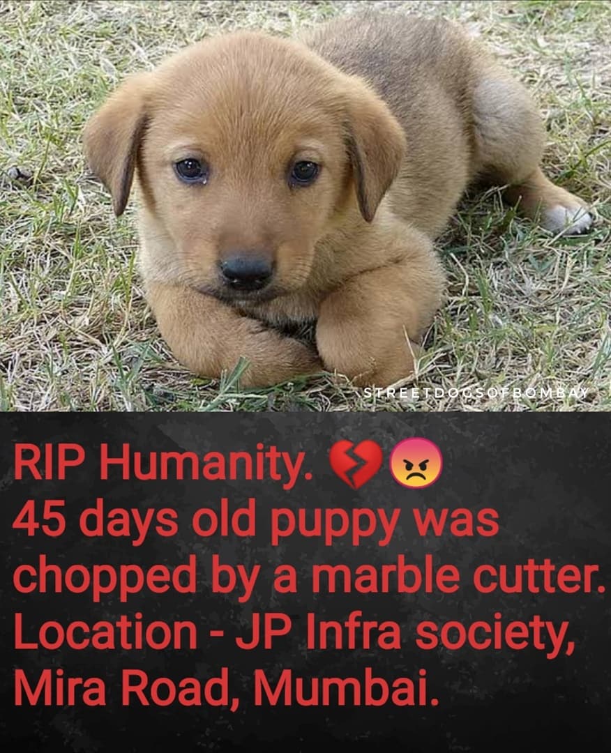 streetdogsof's tweet photo. Please raise - Location - JP Infra society, MIRA ROAD, #Mumbai. 
A pup (45 days old) has been hacked to death by using a marble cutter, chopping of his both front paws and cutting him into two halves from his stomach, this incident happened last night at #MiraRoad. @MumbaiPolice https://t.co/k73C7OqQOT