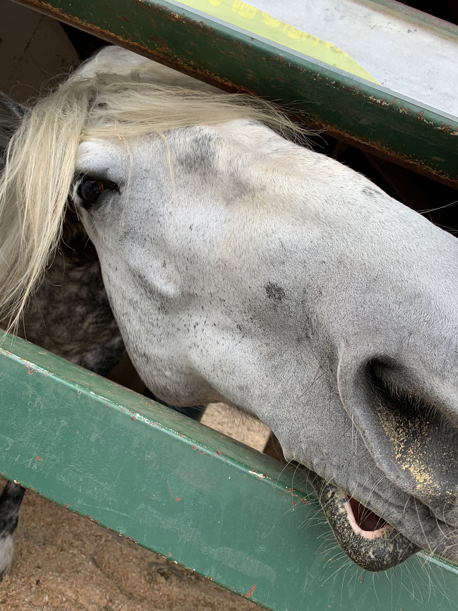 馬の蹄鉄🐴 (@GOOLDME_KUN) / Twitter 馬の蹄鉄🐴 (@GOOLDME_KUN) / Twitter
