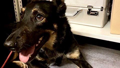 ❗️Achtung #Fundhund❗️🐶
Dieser zutrauliche Vierbeiner war heute ganz allein in #Schöneberg unterwegs. Ein Auslesen seines Chips verlief ohne Erfolg. Auf unserem #A41 wartet er nun darauf, dass seine Besitzer ihn abholen!
^tsm