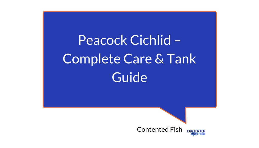 ContentedFish tweet picture