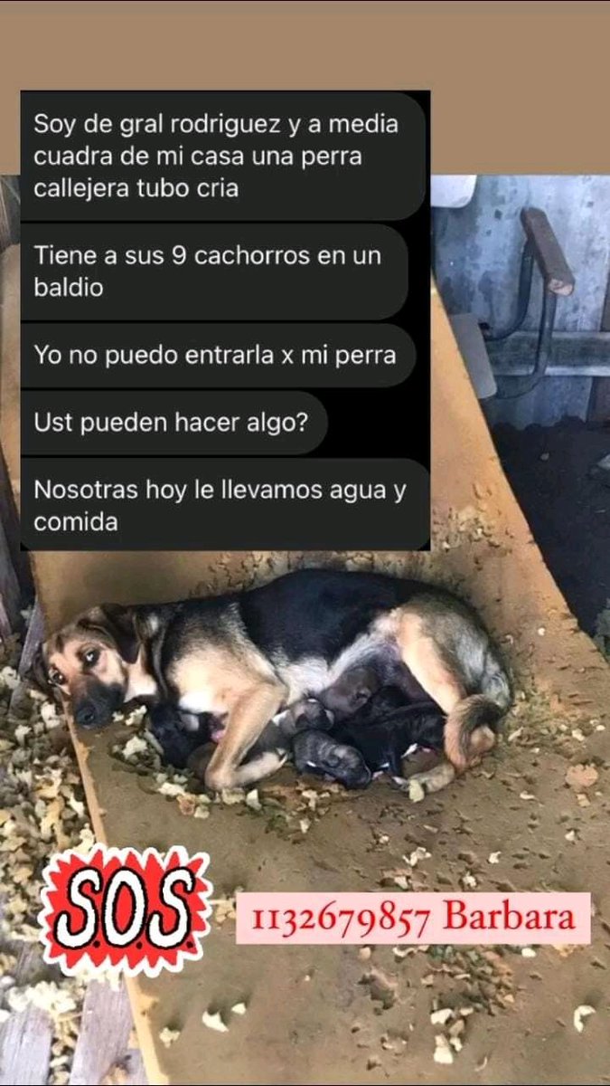 #URGENTE #perros 🚨Zona General Rodríguez @paraellostodo @kiradeloeste @KarenKasumiAr @ComoNoAdorarlos @lavozdelosotros @laurasa321368 @jimenadequilmes @Van_Saskia @sanroquerefugio @RedSolidariAnim @Tabyta201 @ceciba05 @McKennaSG1 @Perros_urgente