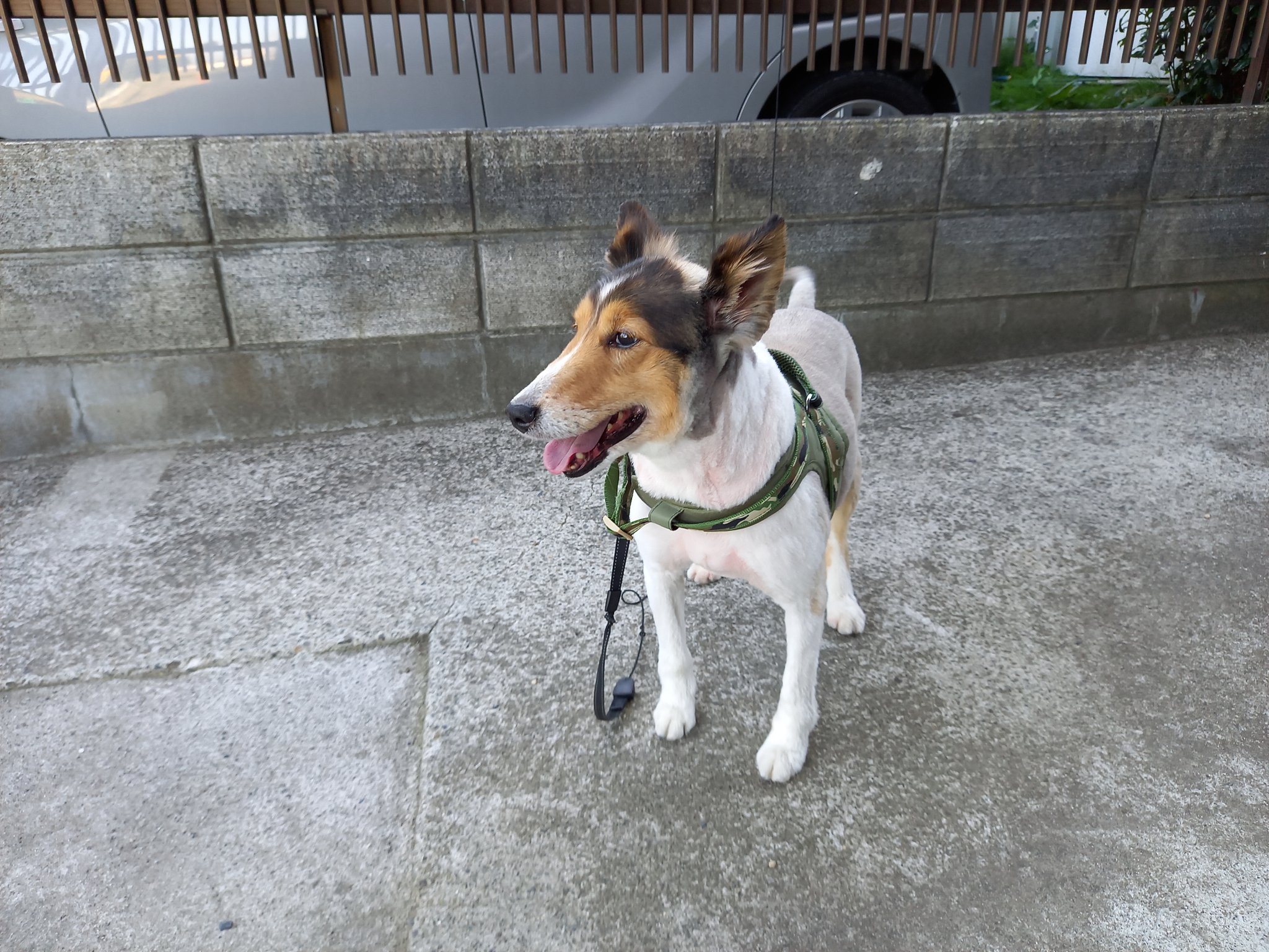 ごんちゃん 再度拡散希望 無断で里親に譲渡された愛犬の行方を探してます 見かけたら連絡お願いします 場所 宮城県多賀城市 犬種 シェルティの牡 名前 ウルフ 宜しくお願いします 今はサマーカット 普段はフワフワ毛です 愛犬 多賀城市