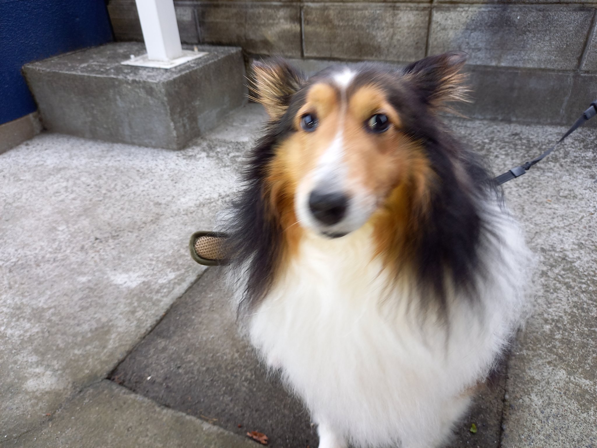 ごんちゃん 再度拡散希望 無断で里親に譲渡された愛犬の行方を探してます 見かけたら連絡お願いします 場所 宮城県多賀城市 犬種 シェルティの牡 名前 ウルフ 宜しくお願いします 今はサマーカット 普段はフワフワ毛です 愛犬 多賀城市