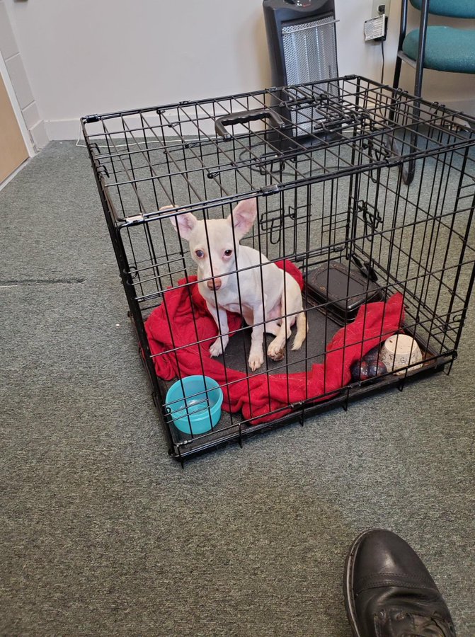 Randolph police searching for owner of allegedly abandoned dog