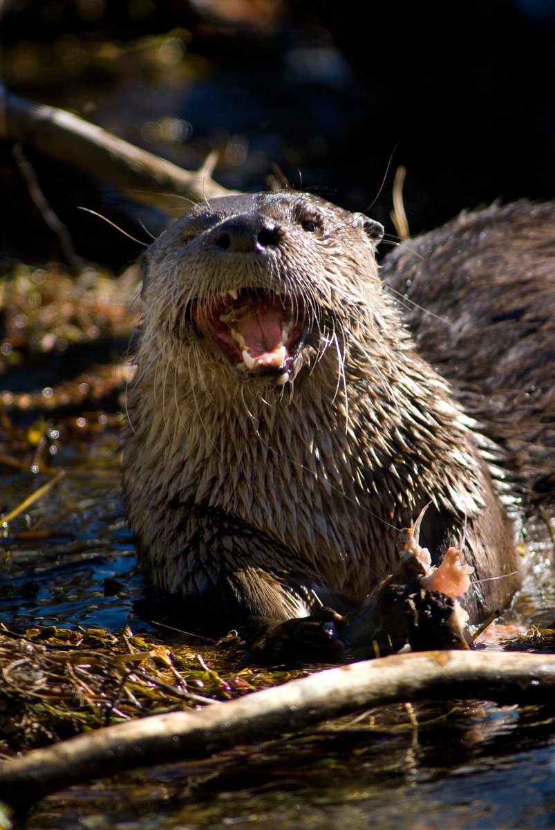 Help us better manage river otters by reporting your sightings! Email a photo or video of either the animal or signs of the animal, including tracks or feces, as well as a specific location to utahotters@gmail.com. | go.usa.gov/x6SAR
