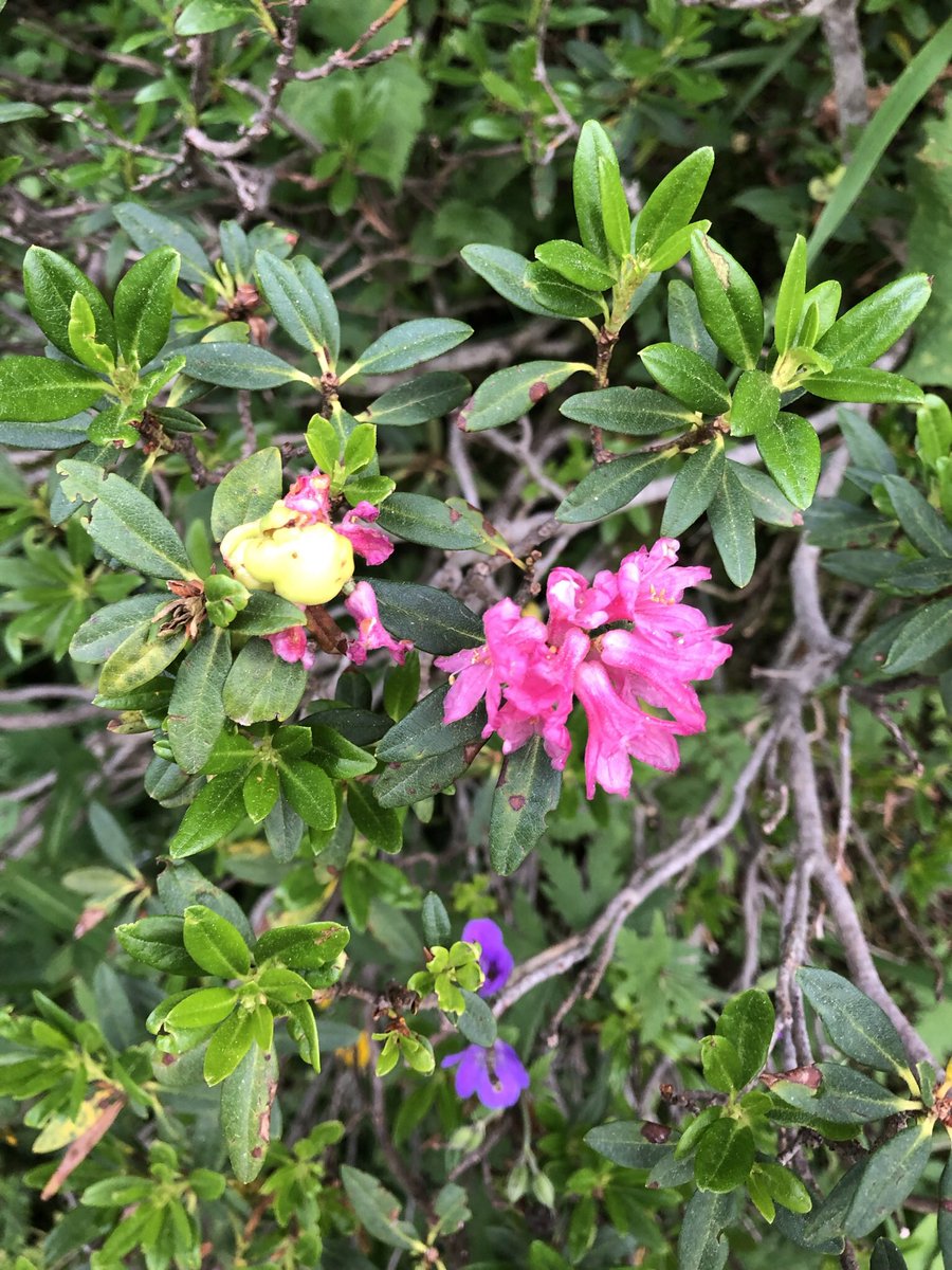 marius_vila's tweet photo. Explosió de colors 🌸🌺🌼 https://t.co/m6A3lLirZ4
