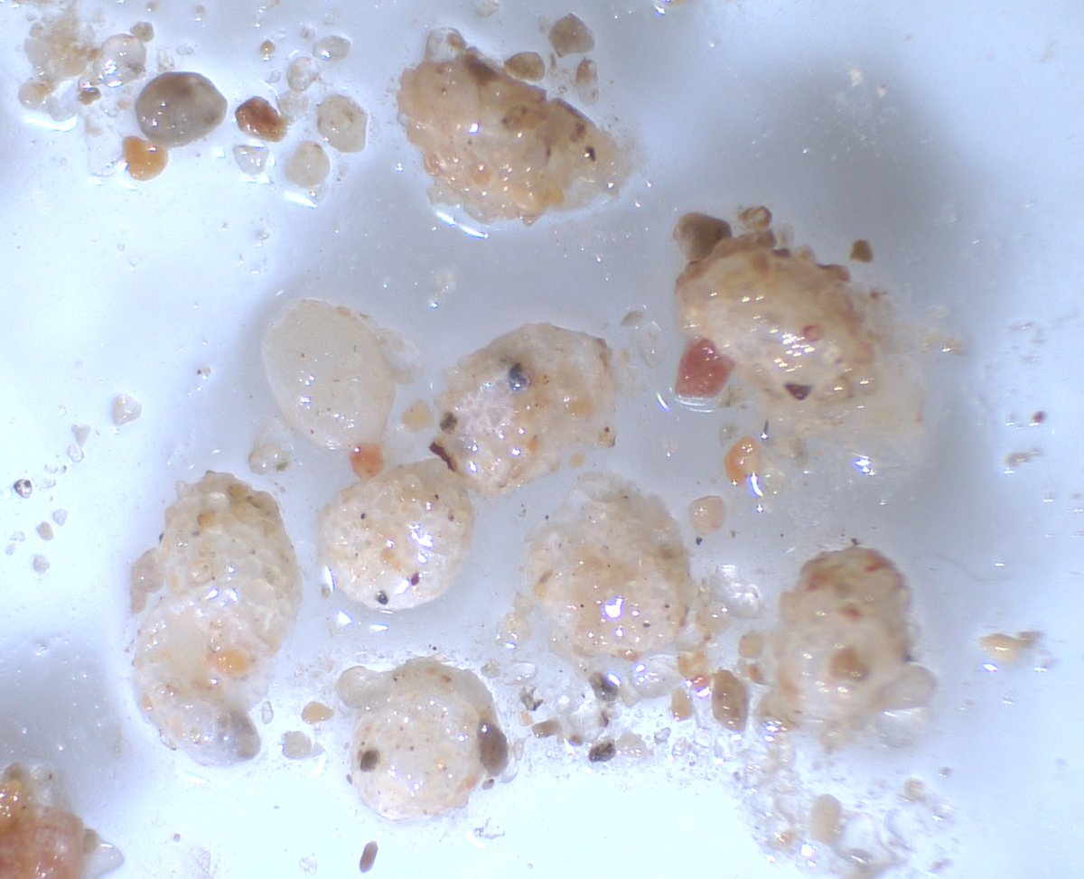 redfaragon's tweet photo. Cuando la ♀️ del gusano cabezudo #Capnodis tenebrionis hace la puesta, los huevos se rodean de partículas terrenas y adquieren este aspecto ⬇️. Lo hemos visto en el evolucionario donde estamos conociendo mejor su comportamiento para aplicar correctamente la #GIP #ATRIAs https://t.co/HR6djg26MC