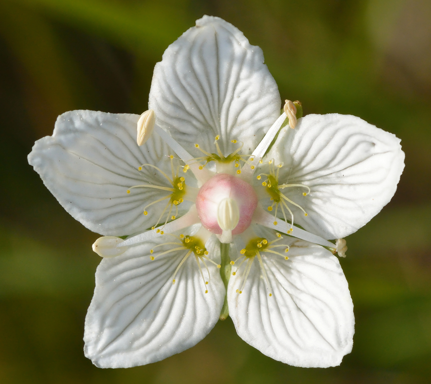 Day Hiking Trails on Twitter "Best Wildflower Hikes in Each of