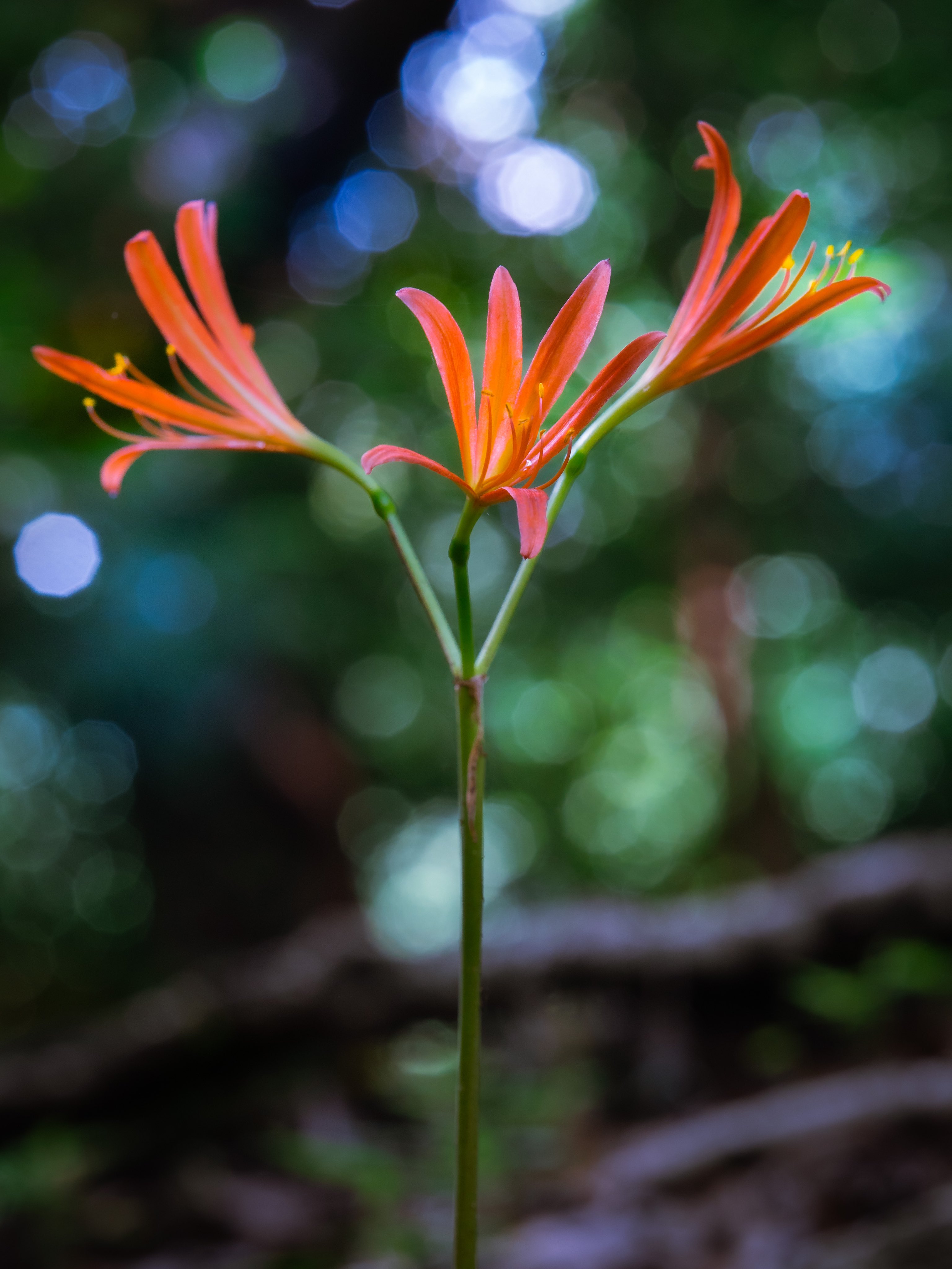 Takao キツネノカミソリ キツネノカミソリが咲いていました 本州 九州に分布 ヒガンバナ科 春に地面から葉を伸ばしますが夏前までに葉を落として姿を消します そして夏になると何もない地面から花茎を出して 花を咲かせたかと思うとまた地上から消えて