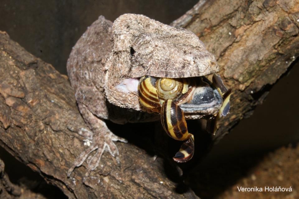Not a frog today, just a really cool lizard! 

Cuban False Chameleons (Anolis barbatus) are not actually chameleons at all, but rather a large species of anole!

In the wild their diet consists of mostly snails and they have special teeth to crush the shells! 🐌 What neat guys!