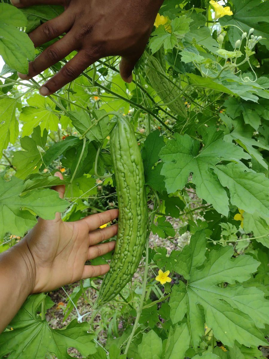 Our Greensgrow’s Seed Keeping Fellowship members have been investigating global food ways &amp; land practices and growing seeds that have cultural significance to add to Greensgrow’s Community Seed Library. Here are some pics of the Seedkeeping Garden and our Seedkeepers.