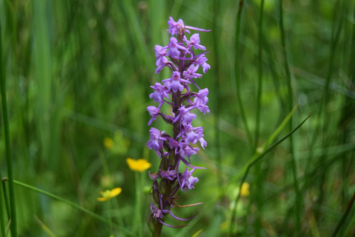 JanaJanssens9's tweet photo. De Grote Muggenorchis (Fragrant orchid) (Gymnadenia conopsea) bloeit van juni tot augustus en kan tot 45-60 cm hoog worden. De orchidee is zeer zeldzaam in België en komt voor in Europa en bepaalde delen van Azië. #grotemuggenorchis #gymnadeniaconopsea #fragrantorchid https://t.co/PPSIrU8Mpn