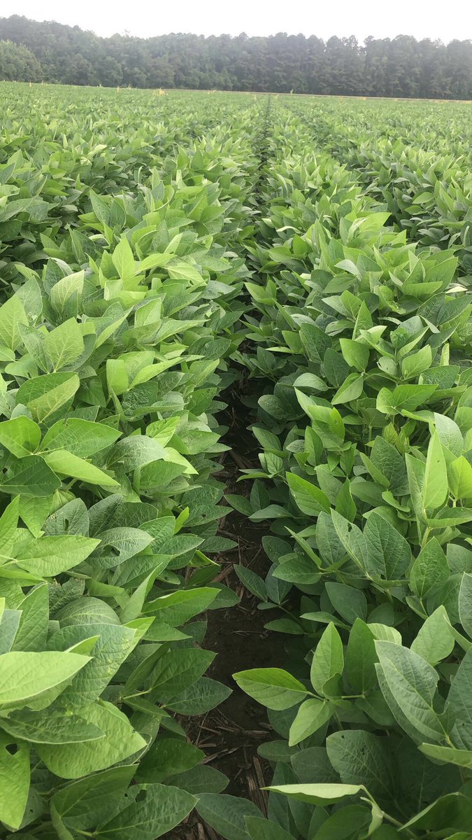 EveretteMoore1's tweet photo. Southern Harvest E3 soybeans. Already have one application of fungicide/foliar/insecticide. Keep them healthy with another application in a few weeks.
#ncagriculture #meherrin #godgrowsit https://t.co/FZBIjA5ulm