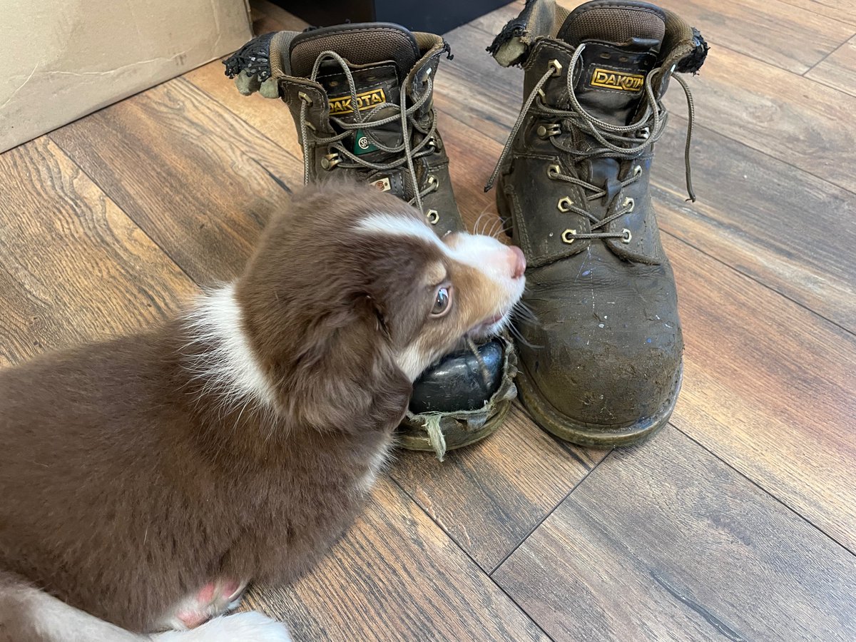 No better way to start the week ! 
New Office #Puppy, Name TBD !!
And he’s already sniffing out #Saftey Infractions…. #NewBoots required for this employee. 
#mining #miningindustry #miningandmetals #manufacturing #goldmining #coppermining #coalmining #potash #maintenance #repair