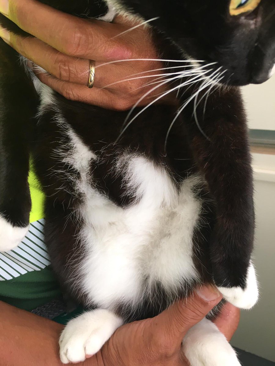 Dierenambulance Amsterdam tweet media