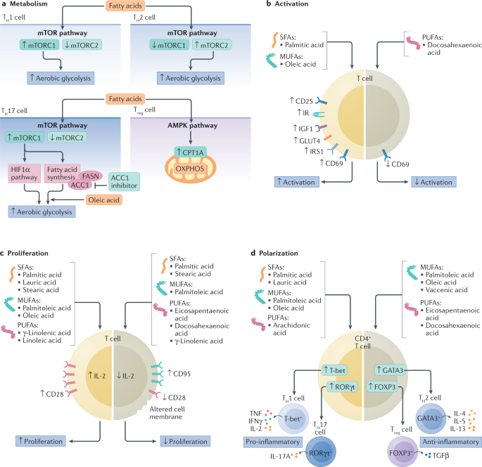 NatRevCardiol's tweet photo. New Review! Effects of fatty acids on T cell function: role in atherosclerosis. Jukema, Heijmans & colleagues discuss the effects of circulating #fattyacids on the #Tcell response and how the changes influence subsequent T cell roles in #atherosclerosis
https://t.co/9BwXF3UOpV https://t.co/chHhZKZf44