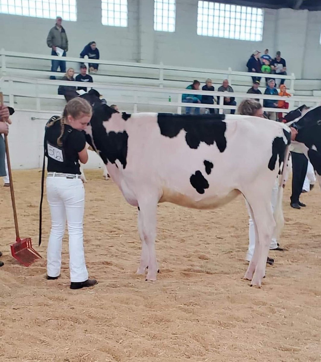 A pair of heifers that sold through our tag sale this spring have performed well at recent shows❗️🔹Kingsway Denver Dublin, 2nd Sr Calf Illinois Championship show, for Kylie and Cole Saathoff 🔹Kingsway Crushtime Judy, 1st Summer Yearling District 4 for Neil and Katie Ledden.