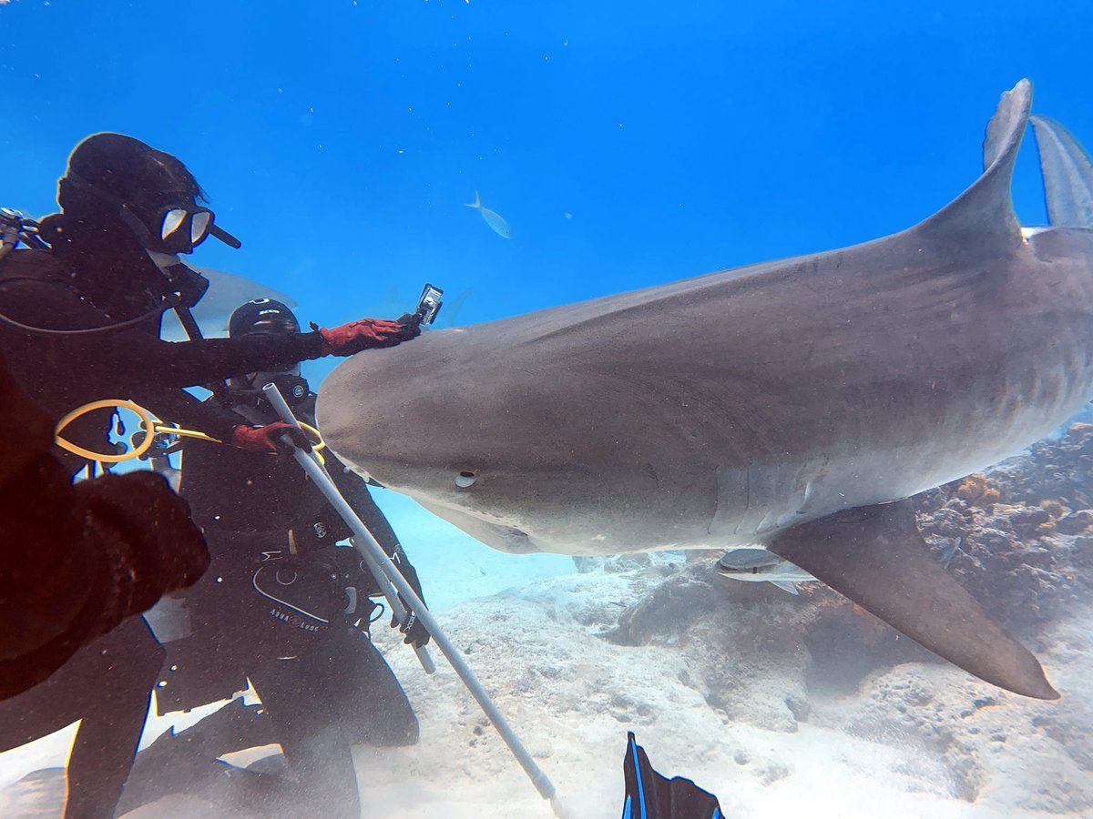 Pascucci2024's tweet photo. Had the honor to stare 400 million years of history in the eyes. I thought it would be scary to enter tiger shark-infested water, but I learned how peaceful & even playful these sharks can be. Thank you @AbernethyScuba for the experience of a lifetime #tigersharks #respectnotfear https://t.co/Wbb2i1YDBf
