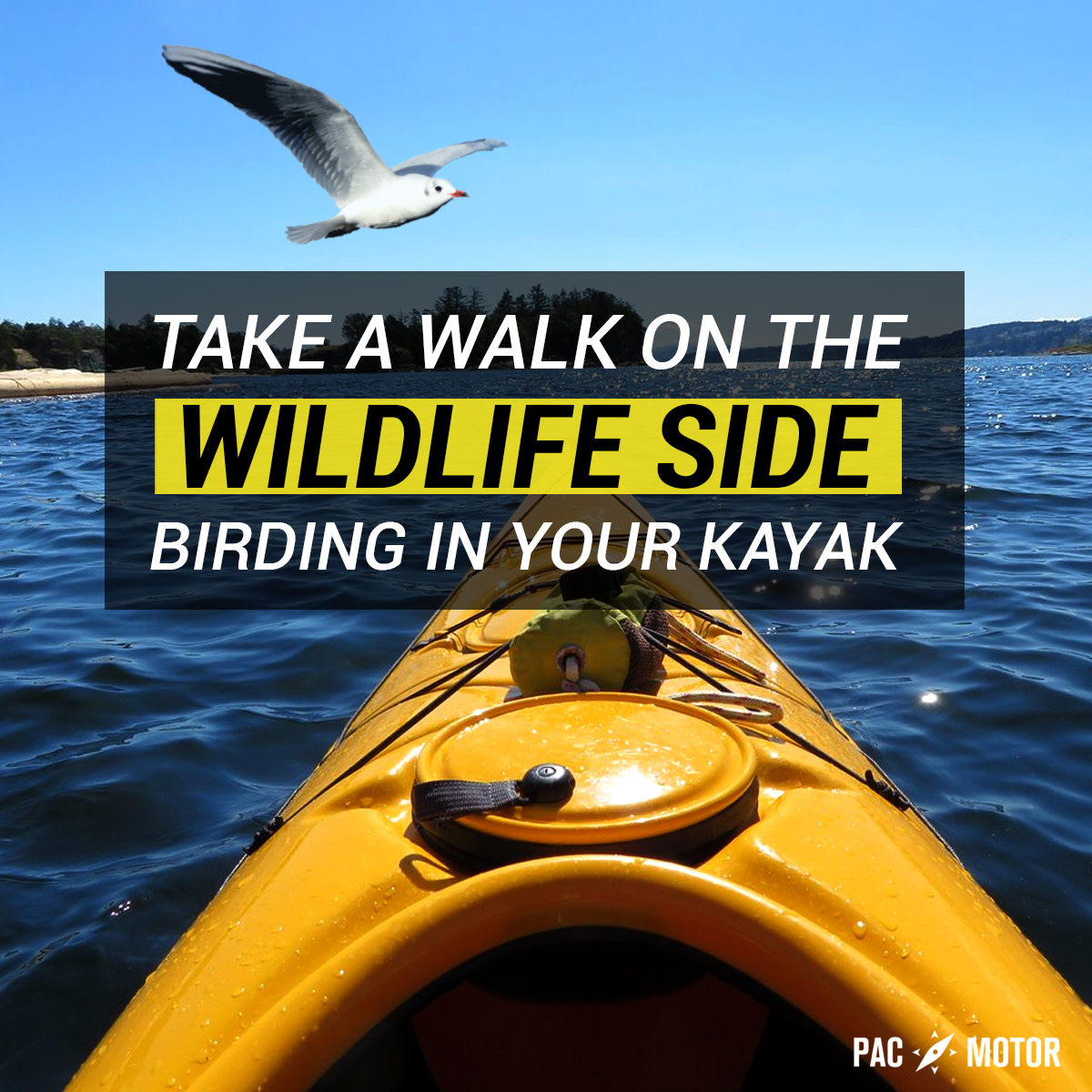PacMotor's tweet photo. Kayaking through a peaceful lake, you can observe and experience birds in a new way—and bank some memorable adventures while you're at it.

#KayakLife #Kayakangler #Kayaking #KayakFishing https://t.co/pL0VhOrS9m