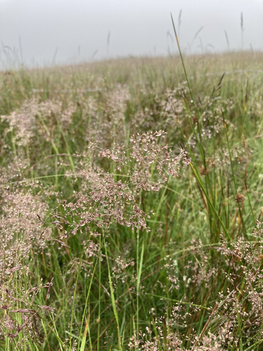 A soggy day of fieldwork for my MSc research project into phytosociogical variation within upland acid grasslands 🌧