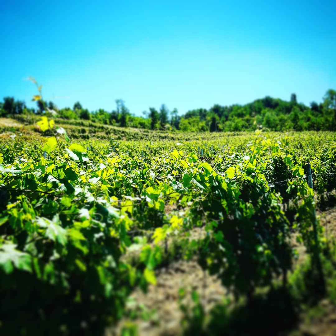 #love: #vinyard during #Summer2021 #vinnatur grown #bio