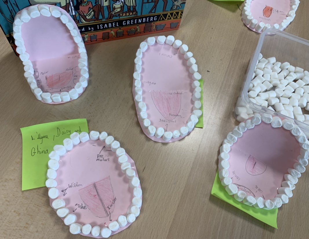 HFHAMissNewton's tweet photo. Today in harriers, we learnt about why teeth are important and why we need different teeth, along with their jobs! What a better way to showcase our learning than to make our own marshmallow teeth models! #makeverydaycount https://t.co/0P4glOlFkZ