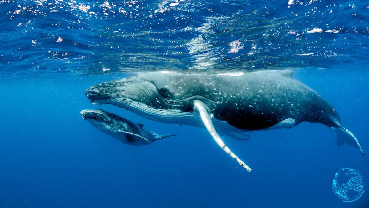 lovingouroceans's tweet photo. Humpback whales were decimated by commercial whaling in the 19th and early 20th century. They were one of the first species protected under the Endangered Species Conservation Act, the predecessor of the Endangered Species Act (ESA) in 1970. 

#whaling #oceans #humpback https://t.co/fJ9DKEy2Aa