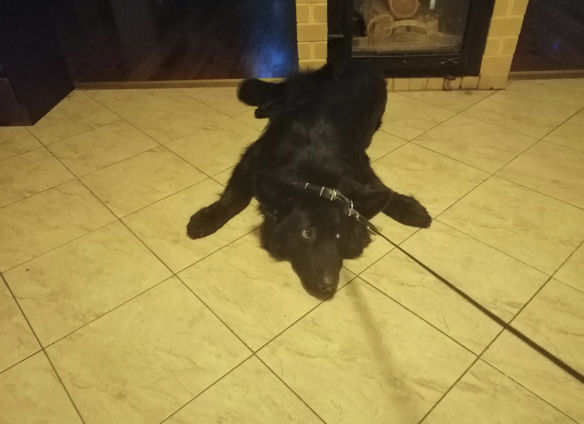 ZaklinaczLosiow's tweet image. Spacer. Czasami mam #inne pomysły na wieczór 🤣