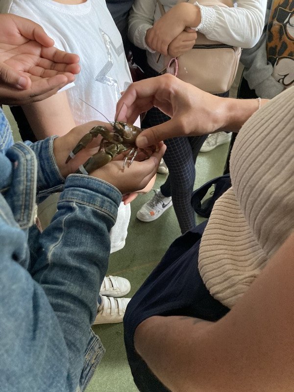 ClgPasteur's tweet photo. Visite du Musée-Aquarium de la Seine à la Maison de la Pêche et de la Nature à Levallois-Perret pour l'un des groupes de #écoleouverte. #EDD  https://t.co/xDn6mTLotK https://t.co/1sU71krZpr