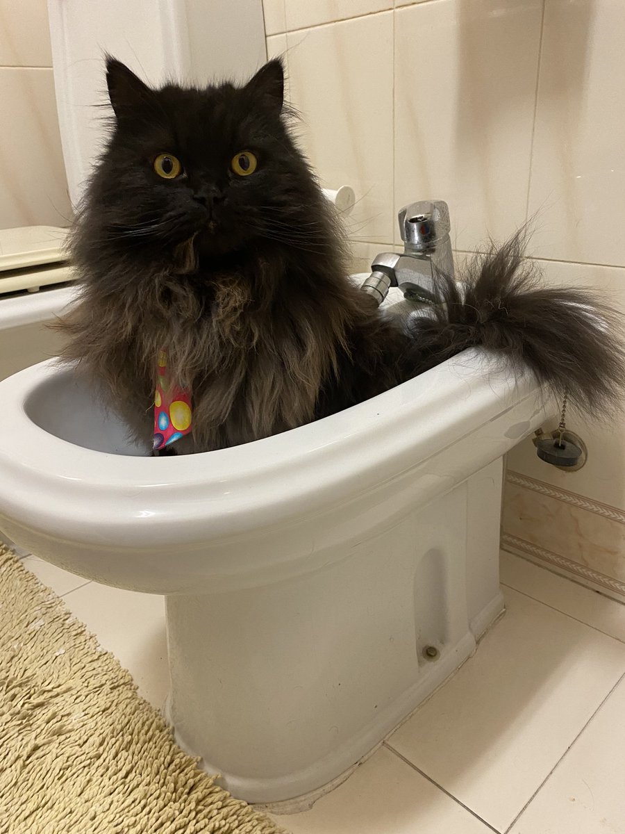 Have you heard about bathtubs 🛁 for cats 🐈‍⬛?
Grandpa has one! I’m sure it’s just for me! 😸

#catlife #catsoftheworld #catfurniture #catlover #funcat