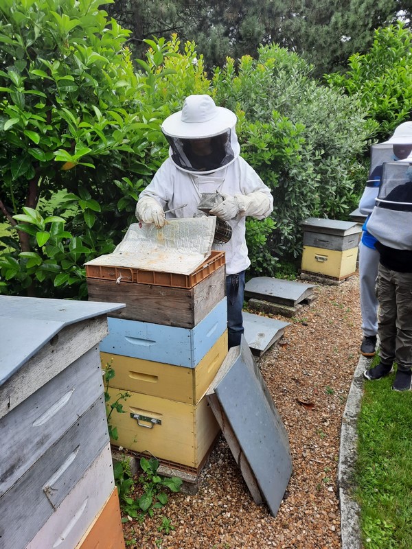 ClgPasteur's tweet photo. La vie des abeilles était au programme du 2è groupe #ecoleouverte à la Maison de la Pêche et de la Nature à Levallois-Perret. #EDD https://t.co/Mq6F6YUCIx