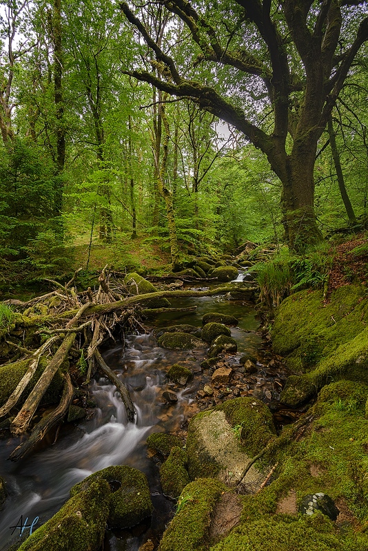 AlanHowe3's tweet image. In all the excitement I forgot to post this up. Taken on a rather damp day a week or so ago. Phil was wandering around looking for a particular image she had in mind and this caught my eye, so it was her turn to wait for me. 
@kasefiltersuk @benrouk1 @dartmoormag @dartmoornpa