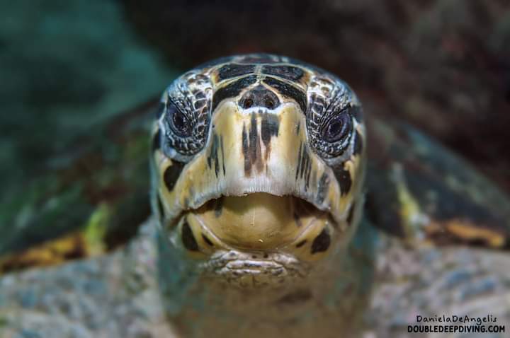 DivingDouble's tweet image. People who fight for freedom against every kind of threatening are called heroes.
Currently is a very good time to get the glory.
Let's don't lose the opportunity.

#FreedomDay #Freedom #FreeSpeech #uniteforfreedom #Liberty #Libertà #Libertad #Liberté #Freiheit