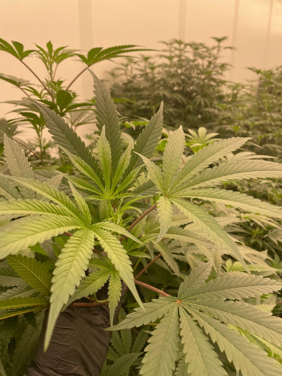 We like big, bushy plants around here! 😍 #cannabis #growerscommunity #cannabiscultivation
