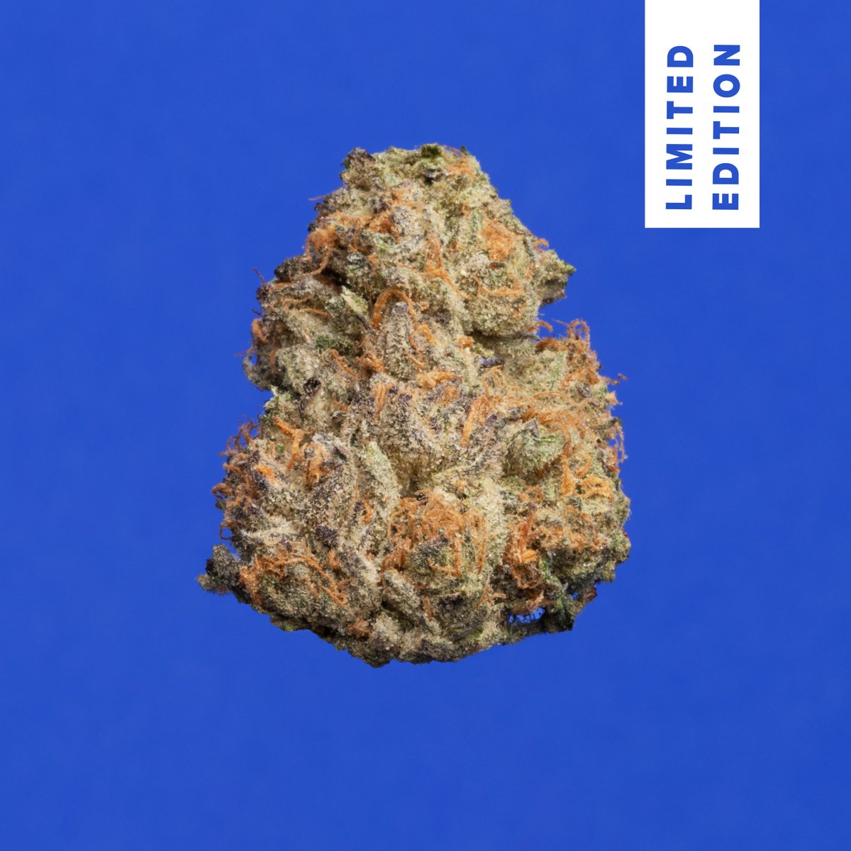 Rootica T24 11975 is landing this week! Check out the details at theraplant.com/new