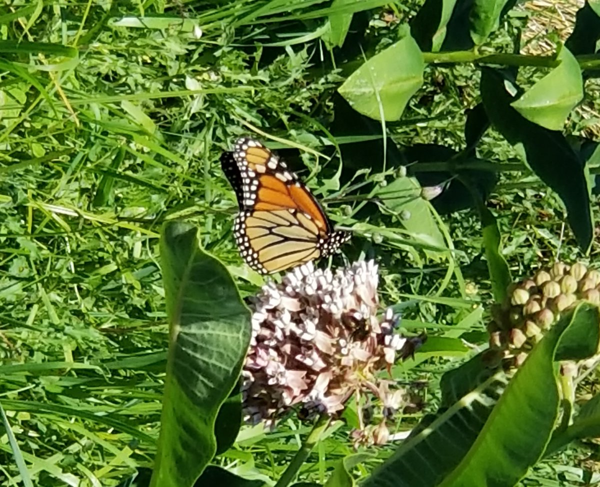 The Blue Ash Golf Course is part of a nationwide effort to save the threatened monarch butterfly! There are two areas of the course that are part of the "Monarchs in the Rough" project. Read more: blueash.com/news_detail_T2…