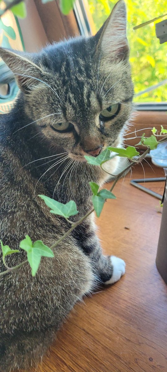 NoraFridrichova's tweet photo. Jaruška je doma! Zachránila ji paní Eva Kuropata, která Jarču potkala a zkušeně čapla. Paní Eva odmítla 5 tisíc korun za záchranu a chce jimi obdarovat nějakou samoživitelku. Dostane je nemocná máma, která bydlí rovněž v Praze 5 a peníze jí moc pomůžou. Paní Evo, děkuju.❤ https://t.co/yMziu5jUAY