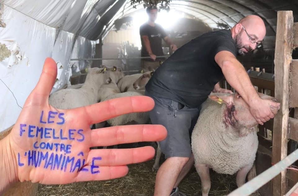 ENDHUSBANDRYNOW's tweet image. LES FEMELLES CONTRE L'HUMANIMÂLE
#HandsToEndHusbandry #Endhusbandry #Femelliste #Femalist
Oppose YOUR hand for billions of paws NOW! Go, Go, Go!
You will find full user manual in your language : boucherie-abolition.com/2021/03/10/man…

Add your contribution to the map : umap.openstreetmap.fr/fr/map/hands-t…