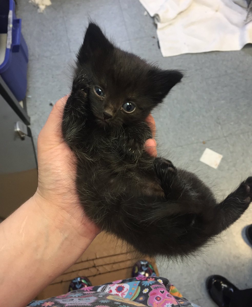 Sophianeⵣ is Team Hoary🦇🦇 tweet media