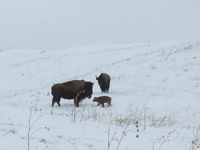 Hopeful beginnings: First bison calves born on Wolakota Buffalo Range.

hubs.ly/H0Nw7_70

#maropostcares #bison