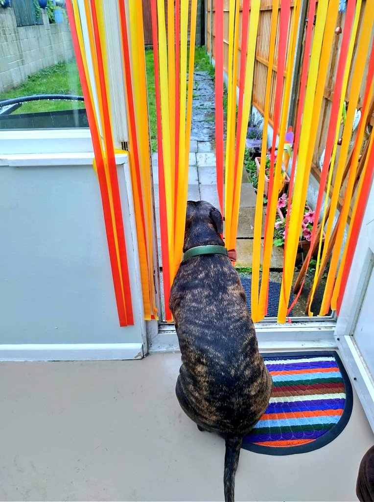 SeniorStaffy's tweet photo. "Could you turn the rain off frosty? I need to pee!" ππ
Oh Spike, what are you like!? π
#sanctuarystaffy #seniorstaffy #spike #TeamZay #foreverfoster β€οΈ https://t.co/nH5zfR93h6