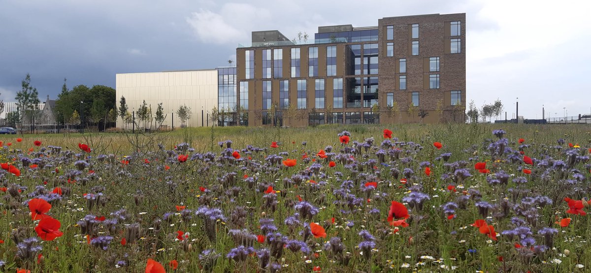 On campus today.  New wild flower meadow in full bloom..