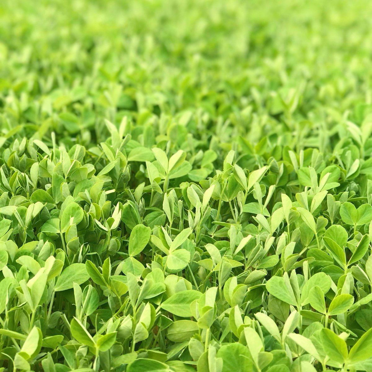 WestlandsUK's tweet photo. Our Minted Pea Shoots are grown in recycled fabric offcuts. With a refined taste, these shoots are perfect in a salad or as a garnish - our favourite is with a lamb dish.π Delicious and crisp, our Minted Pea Shoots are available in 100g punnets.
#edibleleaf #microleaf #peashoot https://t.co/VtxGbIWlQ0