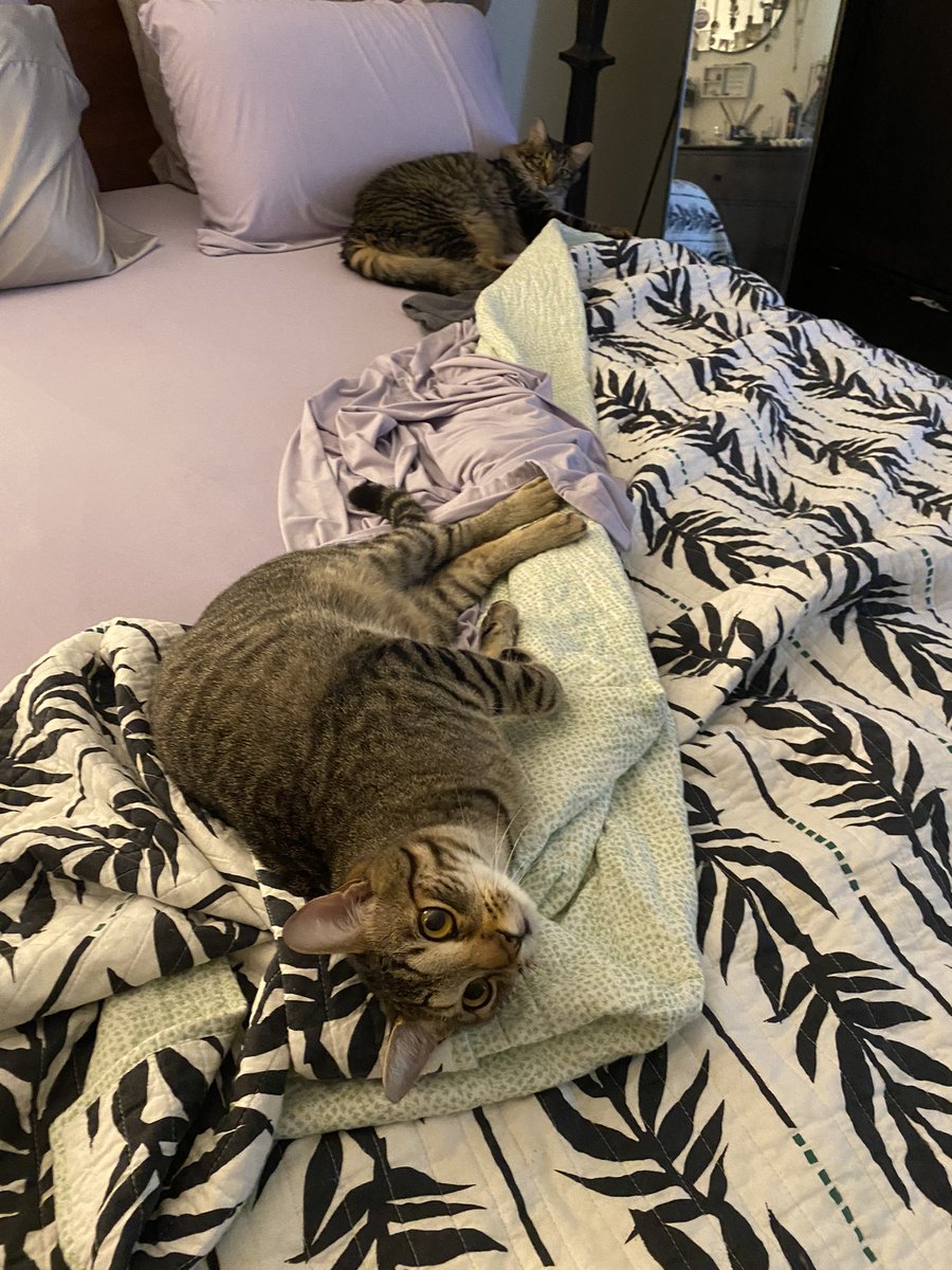 taradublinrocks's tweet photo. #DukeAndMax request that Housekeeping come back later to make the bed 😹😹 https://t.co/nZzbXy2BAx