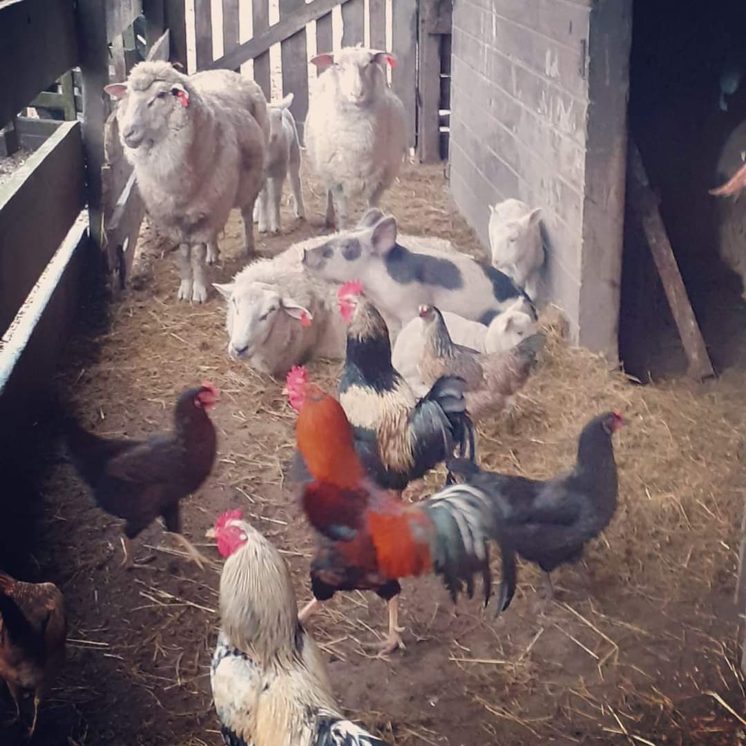 ASHcomUY's tweet photo. Semanas atrás ingresaron varias ovejas que una familia no quería mandar a matadero, y por otro lado una chanchita que fue rescatada. 
Presenten atención a la foto 🥰 https://t.co/351ozwjmlV