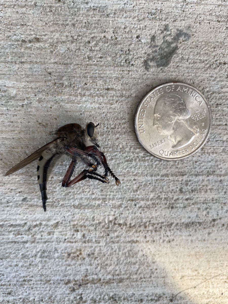 A fun bug we found on our patio this morning… I guess everything really is bigger in Texas!! @Ashtonpnw #help #texasbugs