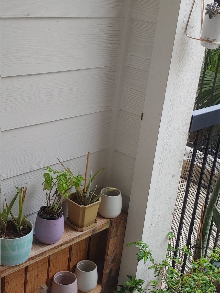WritesEliza's tweet photo. Caught this bastard trying to escape up the wall 😒 #gardening https://t.co/lw7WN59zQ5